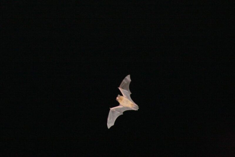 Bat Watching Madeira - Experience Highlights