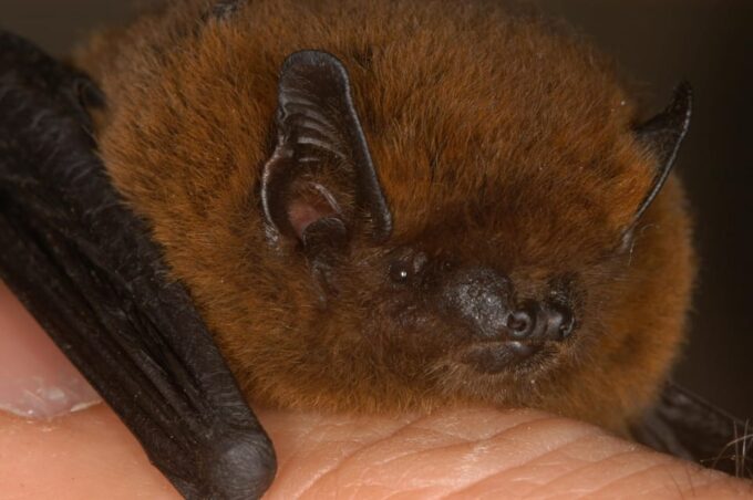 Bat Watching Madeira - Transfers and Pickup