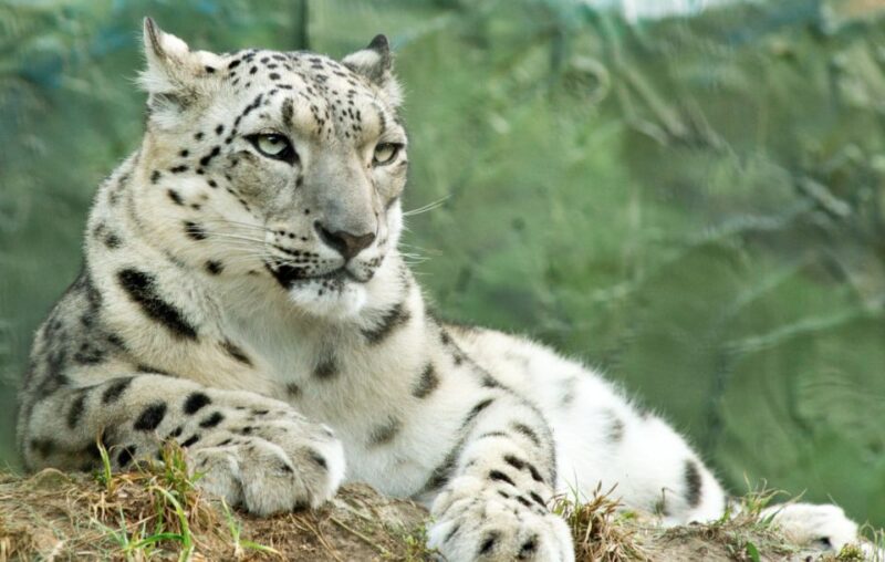 Batemans Bay: Mogo Wildlife Park Entry Ticket - Key Points