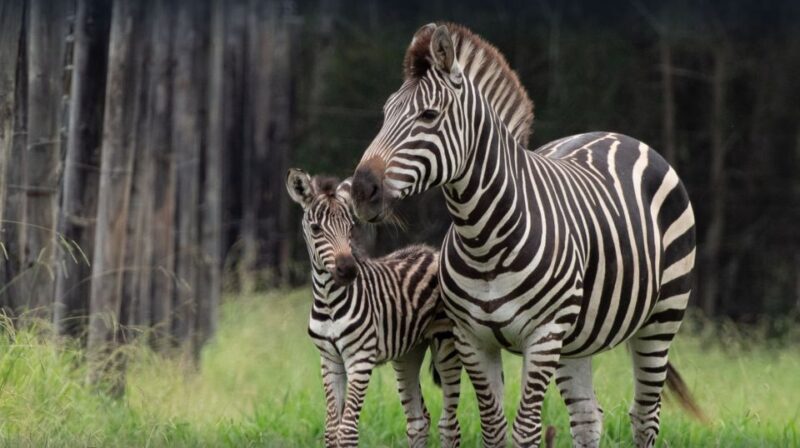 Batemans Bay: Mogo Wildlife Park Entry Ticket - Wildlife Park Experience