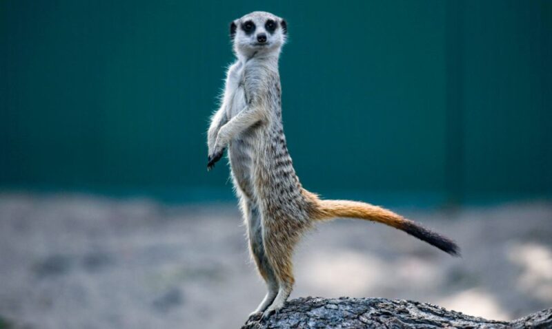 Batemans Bay: Mogo Wildlife Park Entry Ticket - Endangered and Exotic Species