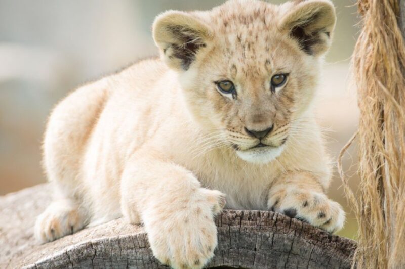 Batemans Bay: Mogo Wildlife Park Entry Ticket - Important Guidelines