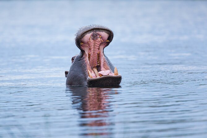 Batoka Sunset Cruise - Wildlife Sightings