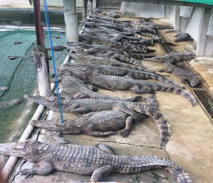 Battambang: Bamboo Train and Bat Cave Tour With Transfer - Tour Overview
