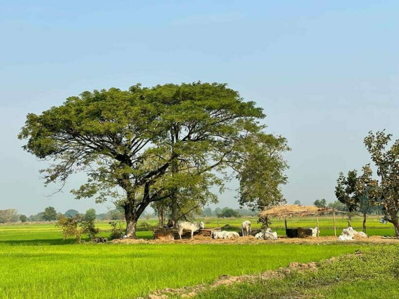 Battambang: Bamboo Train, Bat Cave and Killing Cave Tour - Discovering Battambang: A Practical and Authentic Half-Day Tour