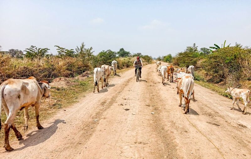 Battambang: Full-Day Countryside Cycling Tour With Lunch - Booking Information