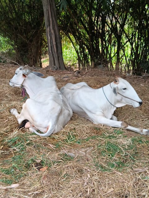 Battambang One Day & Half Tour - Tour Experiences and Highlights