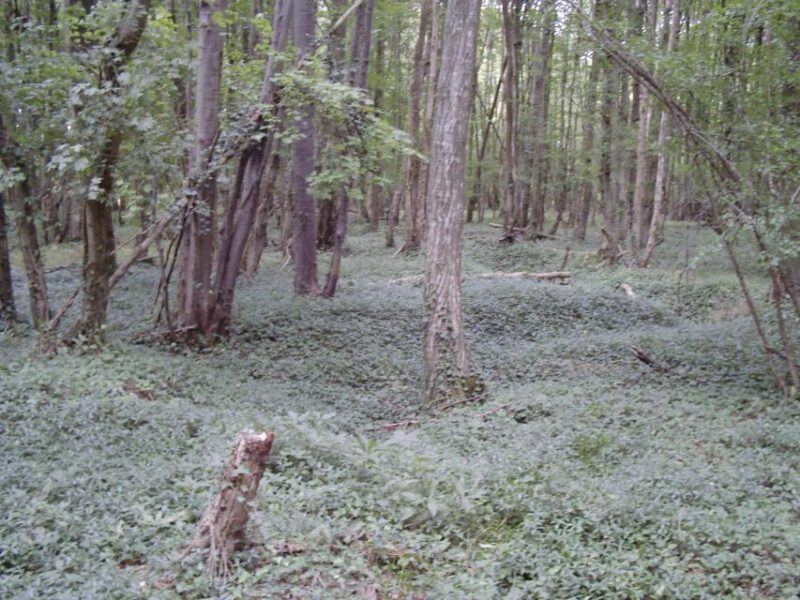 Battle of Cantigny: First American Offensive WWI From Amiens - Visit 28th Infantry Attack Site