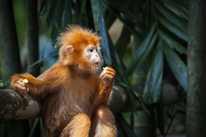 Batu Caves & Firefly Cruise From Kuala Lumpur With Seafood Dinner - Meeting and Pickup Details