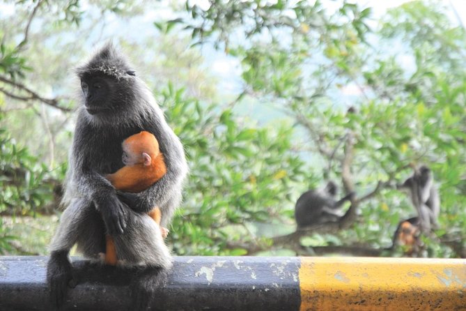Batu Caves With Elephant Sanctuary & Fireflies Fullday Tour - Elephant Sanctuary Visit