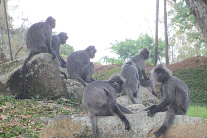 Batu Caves,Hot Spring, Monkey & Fireflies Tour With Dinner - Batu Caves Exploration