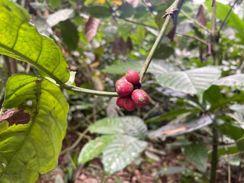 Batur: Jeep Sunrise, Ubud Waterfall, Ubud Coffee Plantation - Included Experiences