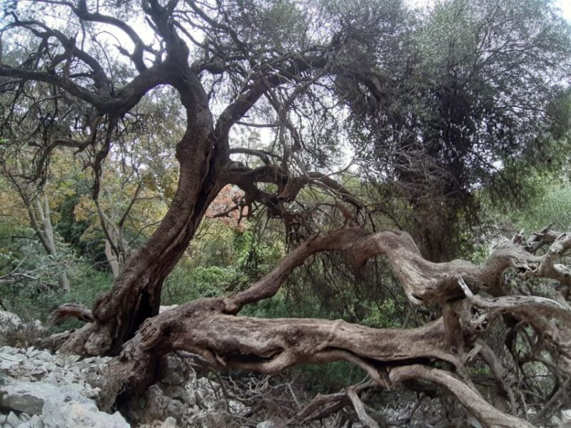 Baunei: Cala Goloritzé Trekking Tour With a Guide - Inclusions