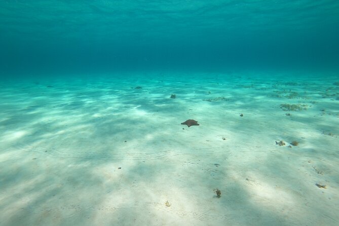 Bavarian Fiesta Snorkel Activity in Glass Bottom Boat at San Miguel De Cozumel - Meeting and Pickup Information