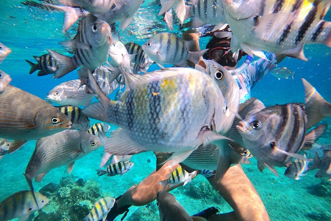 Bavarian Fiesta Snorkel Activity in Glass Bottom Boat at San Miguel De Cozumel - Positive Feedback Highlights