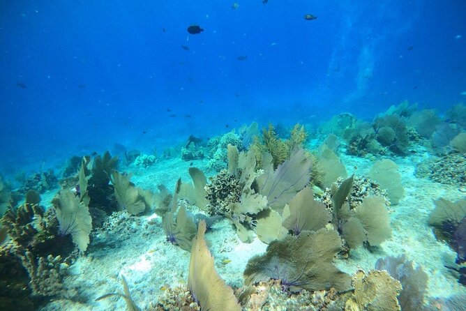 Bavarian Fiesta Snorkel Activity in Glass Bottom Boat at San Miguel De Cozumel - Pricing and Guarantee