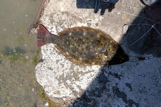 Bay Area Pier Fishing: Halibut Hunt (No license Required) - Introduction