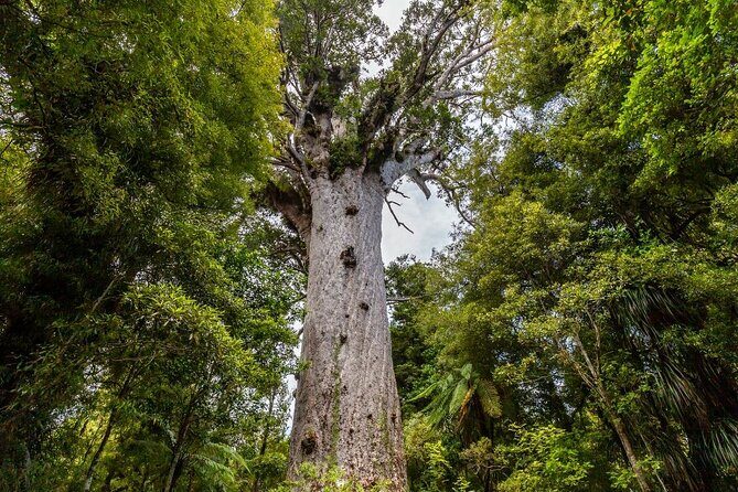 Bay of Islands 2-Day Small Group Tour & Cruise from Auckland - Authentic Experiences and Traveler Feedback