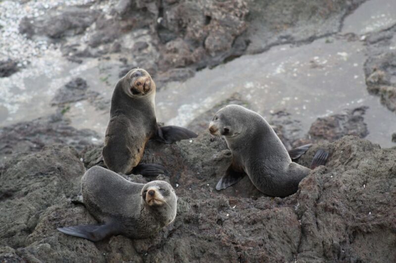 Bay of Islands: Bay Discovery Cruise With Island Stop-Over - Key Points