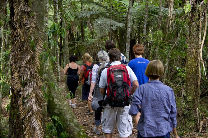 Bay of Islands Shore Excursion: Puketi Rainforest Guided Walk - Rainforest Features