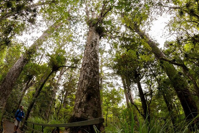 Bay of Islands Shore Excursion: Puketi Rainforest Guided Walk - Guide Expertise