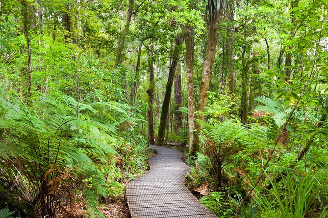 Bay of Islands Shore Excursion: Puketi Rainforest Guided Walk - Logistics and Safety