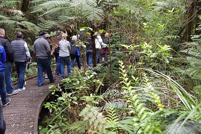 Bay of Islands Shore Excursion: Puketi Rainforest Guided Walk - Customer Feedback