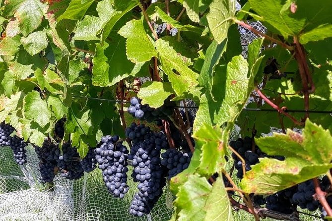 Bay of Islands Wine Tour With Lunch - Scenic Winery Lunch Setting