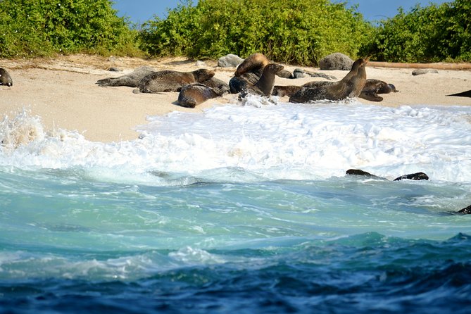 Bay Tour in Santa Cruz - Galapagos Islands - La Loberia: Sea Lion Colony