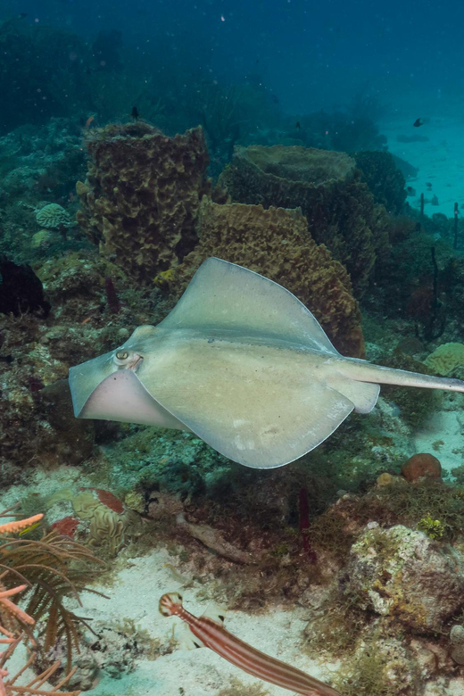 Bayahibe: 3 Tank - Private Scuba Dive Charter With Lunch - Key Points
