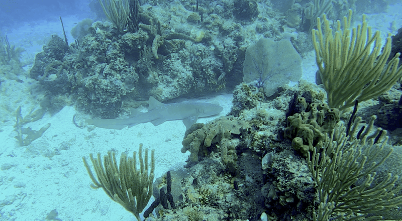 Bayahibe: 3 Tank - Private Scuba Dive Charter With Lunch - Important Considerations