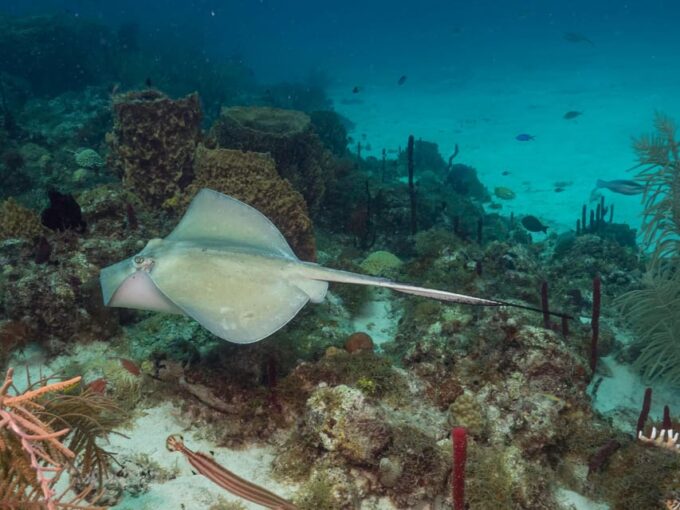 Bayahibe: 3 Tank - Private Scuba Dive Charter With Lunch - Cancellation Policy