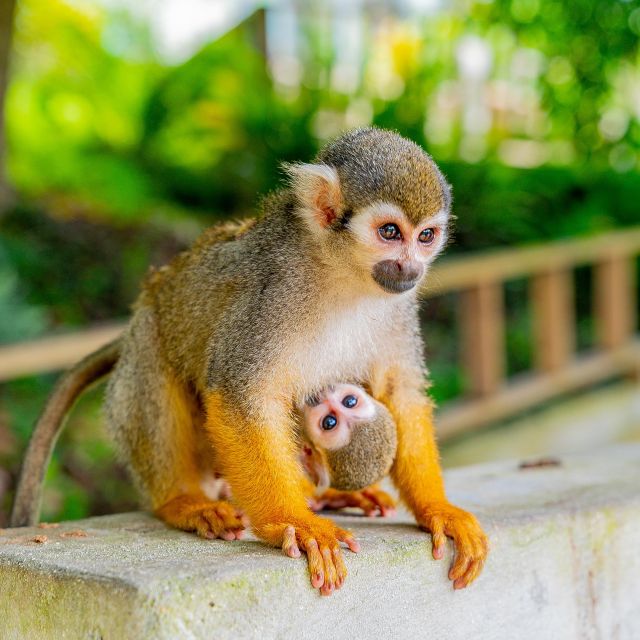 Bayahibe/La Romana: 4x4 Buggy and Monkeyland Tour - Inclusions