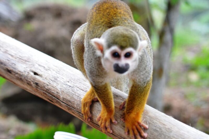 Bayahibe/La Romana: 4x4 Buggy and Monkeyland Tour - Important Information