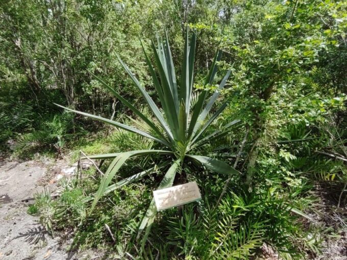 Bayahibe: National Park Jungle Walk & Snorkeling in Cenotes - Frequently Asked Questions