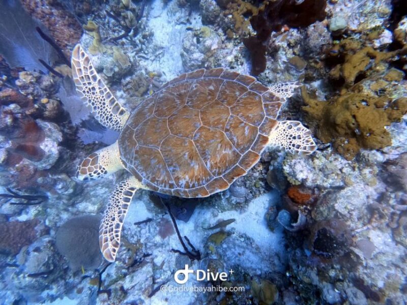 Bayahibe - PADI Advanced Course Diving - Go Dive - Preparation and Requirements