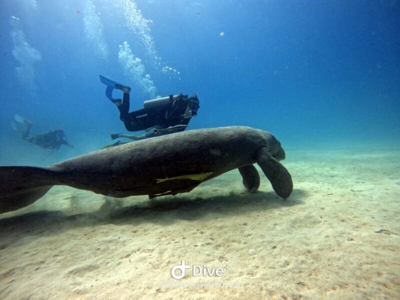 Bayahibe - PADI Open Water Course - Go Dive - Booking Information