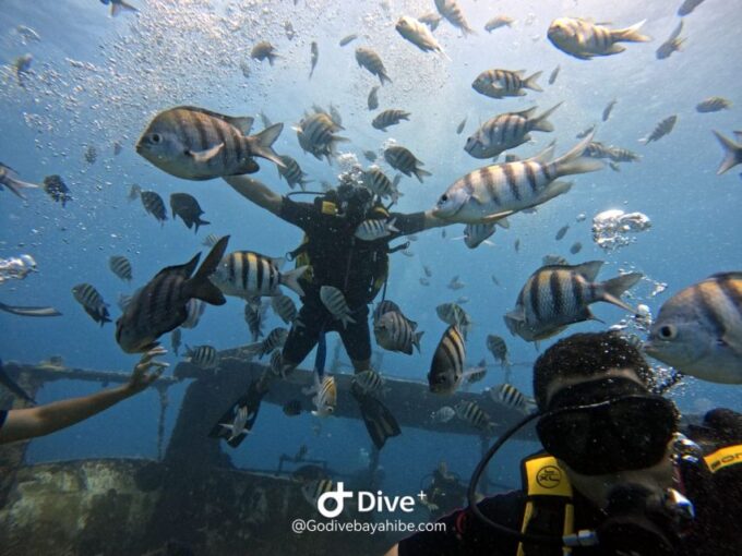 Bayahibe - PADI Open Water Course - Go Dive - Why Choose This Course