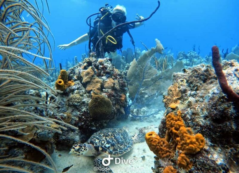 Bayahibe: Scuba Diving Initiation by Go Dive Bayahibe - Introduction: An Accessible Underwater Adventure