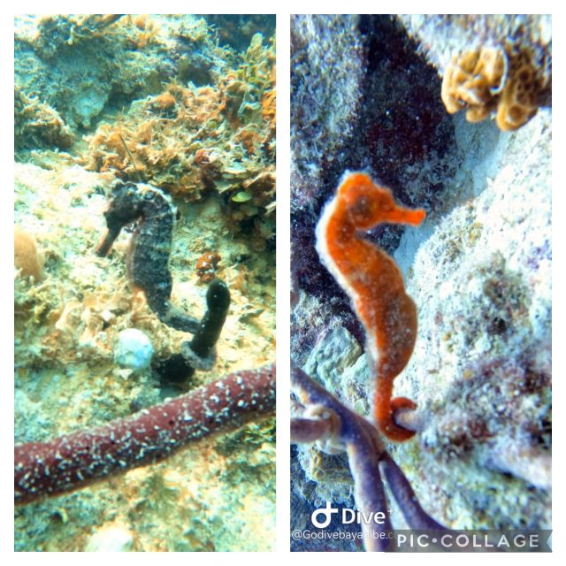 Bayahibe: Scuba Diving Initiation - Godive Bayahibe - Activity Overview