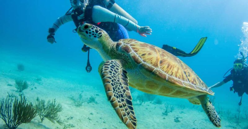 Bayhibe: Private 2 Tank Scuba Dive Tour in the National Park - Itinerary and Logistics