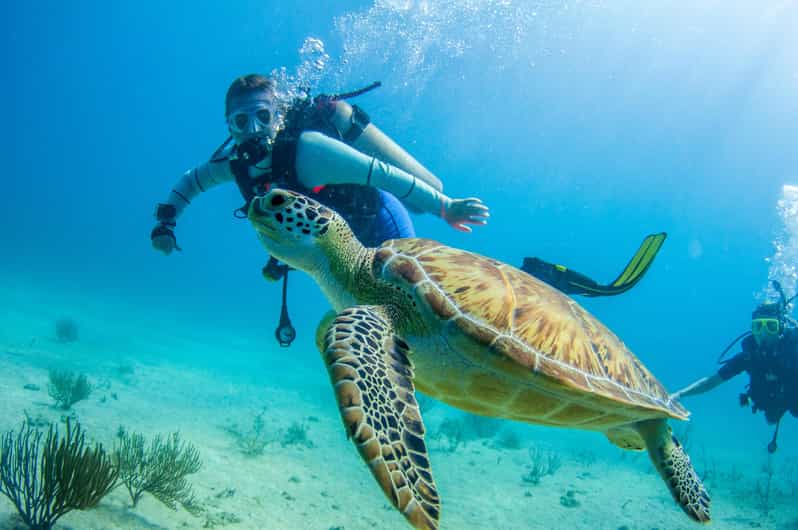 Bayhibe: Private 2 Tank Scuba Dive Tour in the National Park - Diving Experience