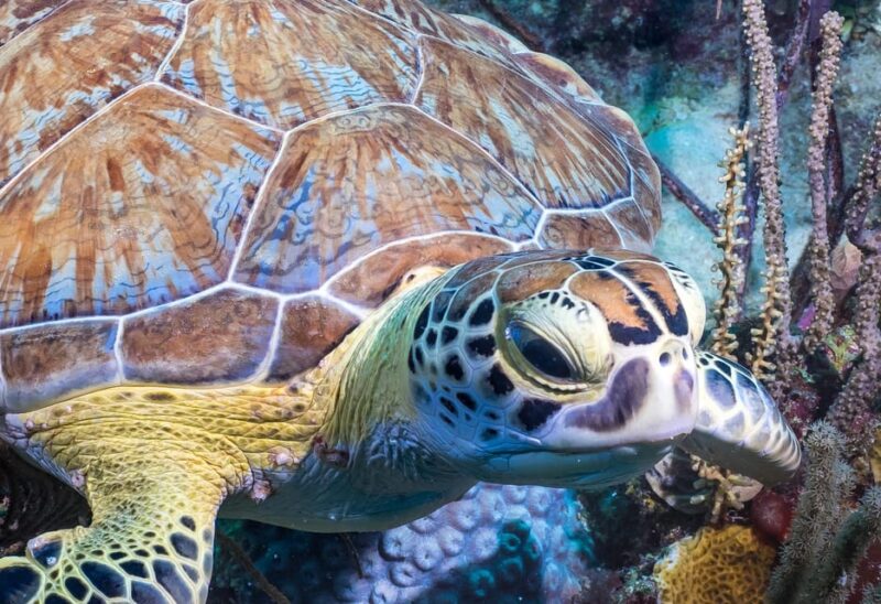 Bayhibe: Private 2 Tank Scuba Dive Tour in the National Park - Inclusions and Equipment