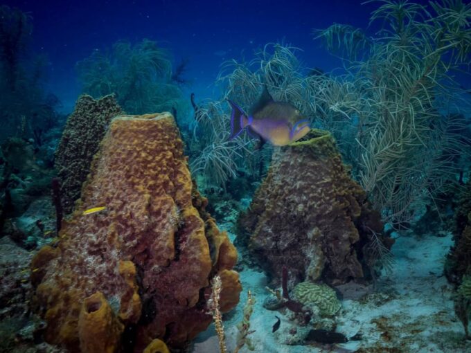 Bayhibe: Private 2 Tank Scuba Dive Tour in the National Park - Customer Feedback and Rating