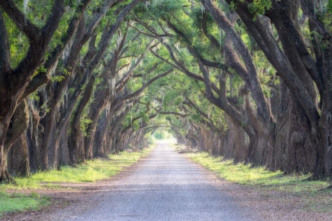Bayous And Byways, Oak Alley Plantation And Kayak Swamp Tour - Return Van Transfer