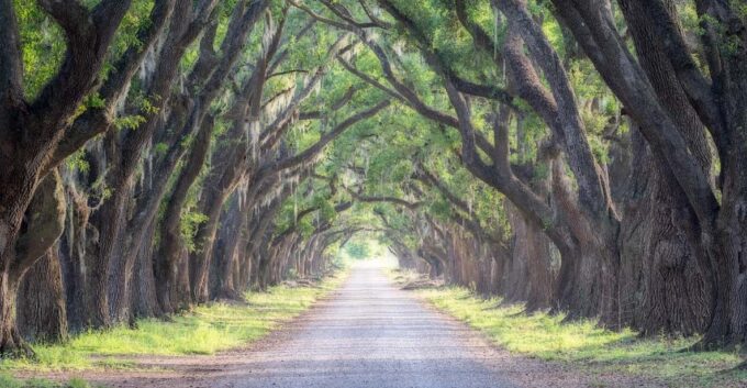 Bayous And Byways, Oak Alley Plantation And Kayak Swamp Tour - Important Information and Booking