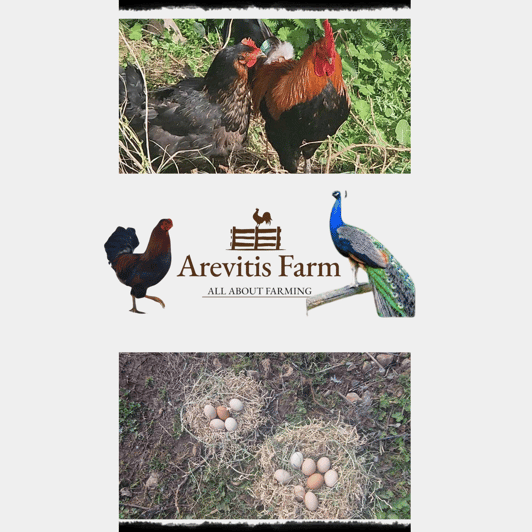 Be A Farmer for A Day in Arevitis Farm! - Offered Activities
