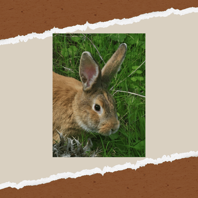 Be A Farmer for A Day in Arevitis Farm! - Farm-to-Table Meals