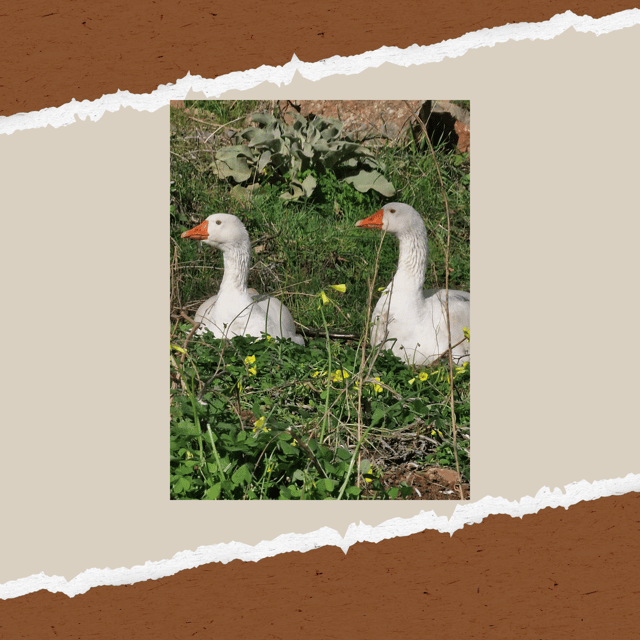 Be A Farmer for A Day in Arevitis Farm! - Farming Practices and Seasonal Activities