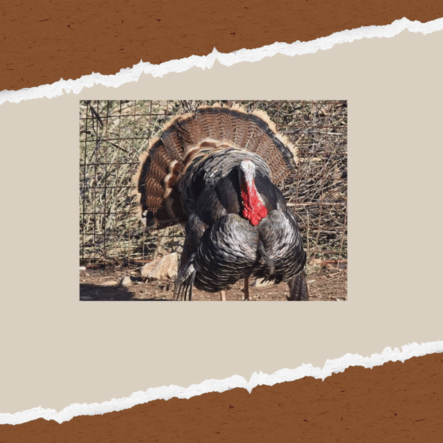 Be A Farmer for A Day in Arevitis Farm! - Workshops and Classes